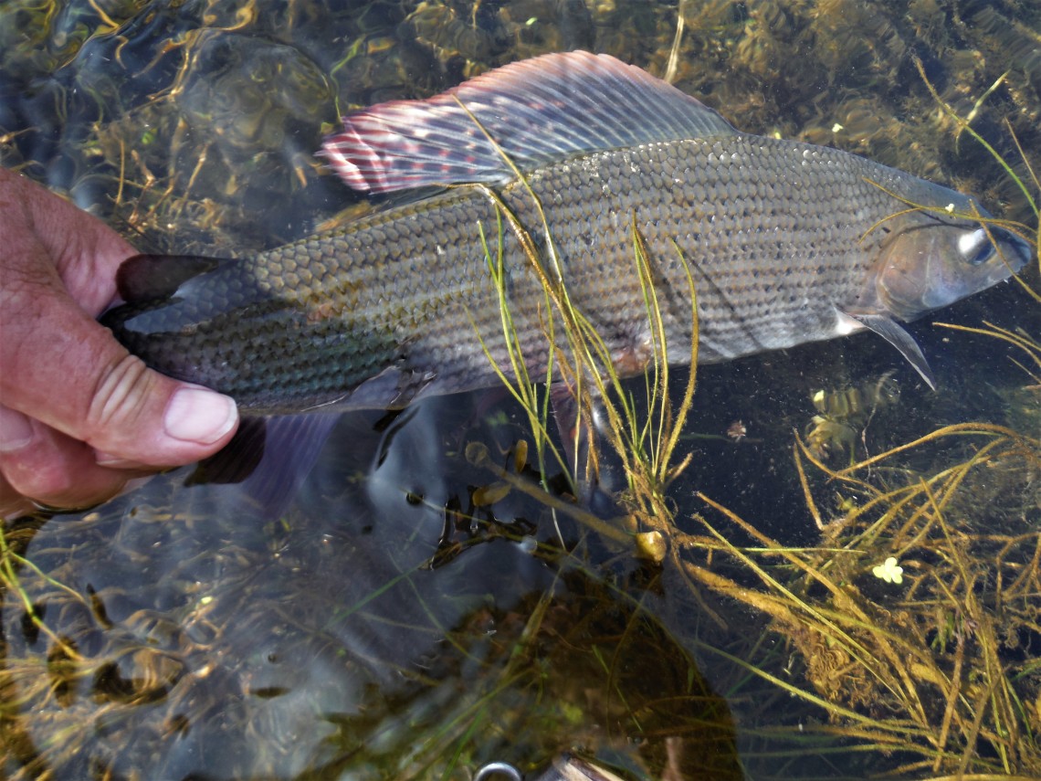 Avon grayling